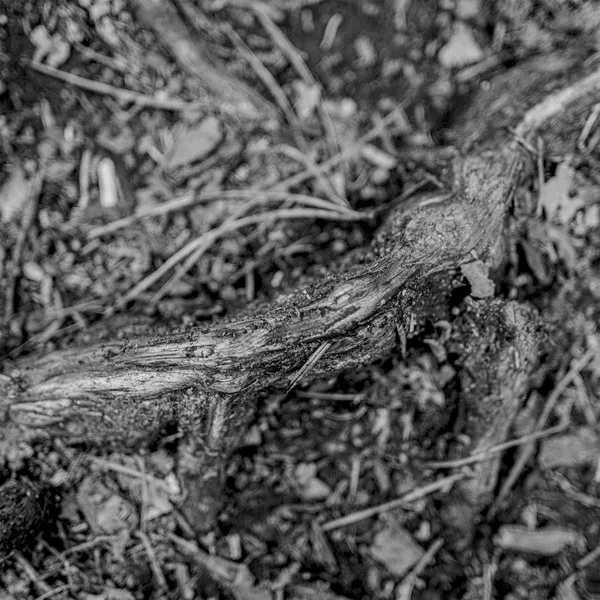 Amenra - Day Is Done Album Cover
