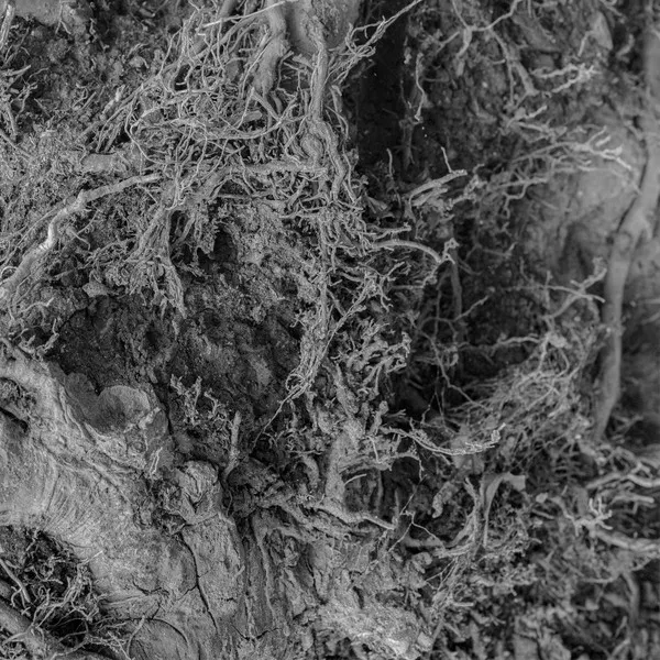 Amenra - Song to the Siren Album Cover
